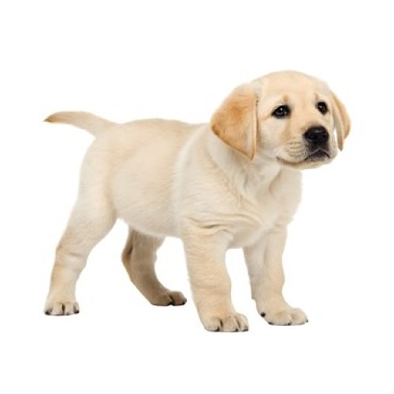 Pet